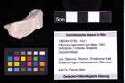 Foto (Objekt + Etiketten) von Pithonoton marginatum (von Meyer, 1842) 
